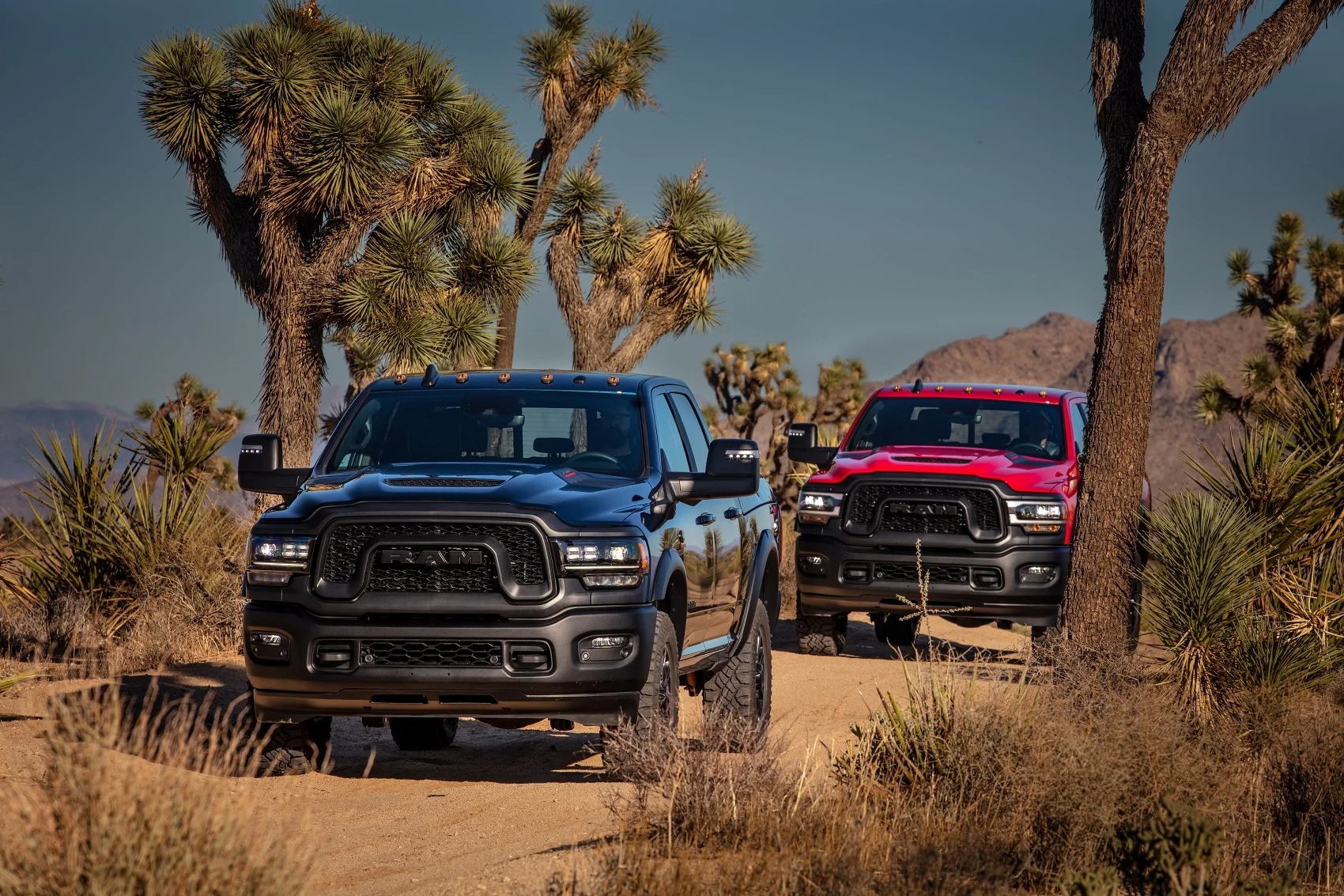 RAM trucks driving by Joshua trees